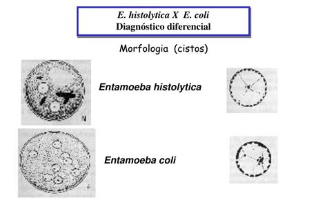 Ppt Amebíase Entamoeba Histolytica Powerpoint Presentation Free Download Id5487412