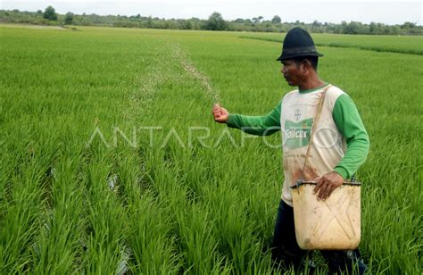 PUPUK LANGKA ANTARA Foto