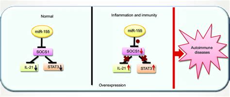 Mir 155 Overexpression Biological Effect In Autoimmune Diseases