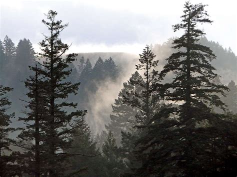 Misty pines below Bolinas Ridge : Photos, Diagrams & Topos : SummitPost