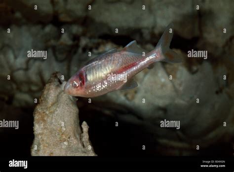 Blind cave fish hi-res stock photography and images - Alamy