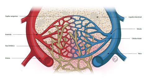Vasos Sanguineos O Que Sao Funcoes Tipos Arterias Veias Capilares