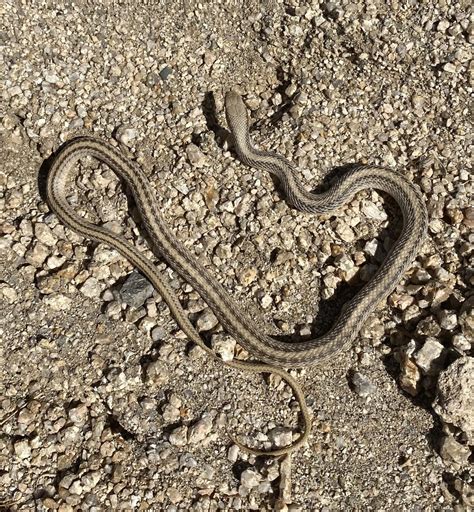 Western Patch Nosed Snake From Joshua Tree National Park Indio Ca Us