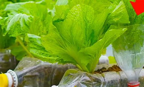 Cultivar lechuga en casa en recipientes Una guía para obtener verduras