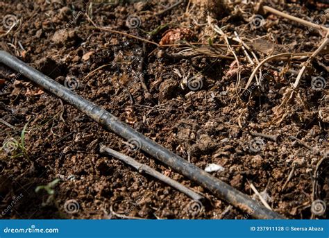 Drip irrigation stock photo. Image of plant, technology - 237911128