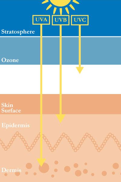 Effects Of Uv Radiation And Risk Of Skin Cancer Radium Aesthetic