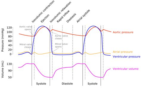 The Cardiac Cycle Wigger S Diagram Geeky Medics Atelier Yuwa Ciao Jp