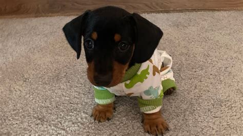 Dachshund Puppy 🐶 7 Weeks Old 💖🐶 Youtube