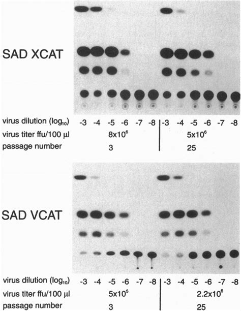 Expression Of Cat Activity In Cells Infected With Sad Xcat Or Sad Vcat Download Scientific