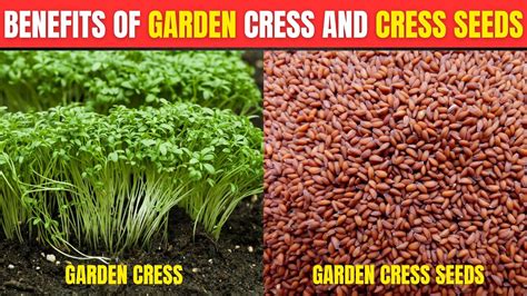 10 Benefits Of Garden Cress And Garden Cress Seeds Youtube