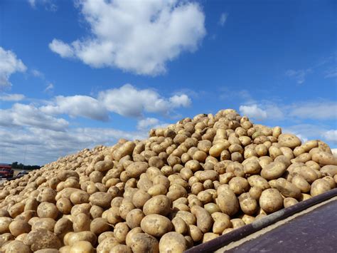 Heat Drought Impact 2016 Ontario Potato Crop Fruit And Vegetable