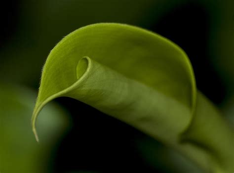 Green Curled Leaf Photograph by Carolyn Marshall