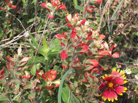 Indian Paintbrush L And Indian Blanket Aka Firewheel R May 2013