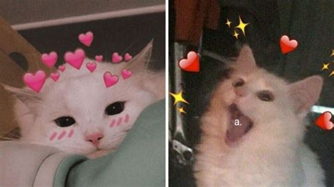 6 Memes De Gatos Enamorados Para Hacer Stickers Lindos En WhatsApp