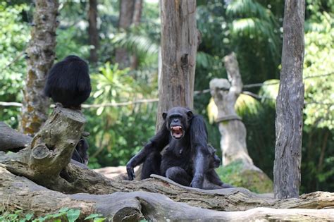 Premium Photo | Laughing chimp