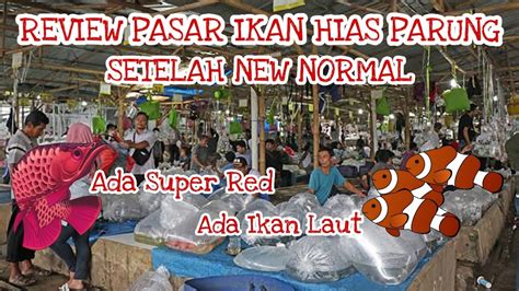 Pasar Ikan Hias Terbesar Di Indonesia Bloraupdate