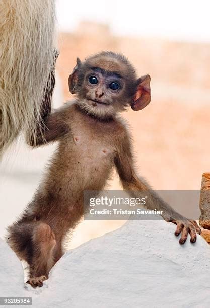 372 Monkey Ears Stock Photos, High-Res Pictures, and Images - Getty Images