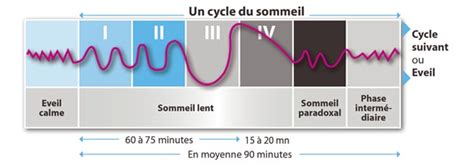 Les Cycles Du Sommeil Sommeil Org