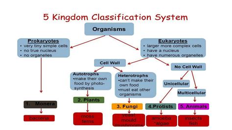 Kingdom Protista Classification Chart