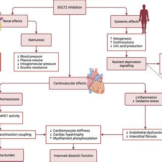 Potential Cardioprotective Mechanisms Of Sodium Glucose Cotransporter 2