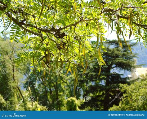 Robinia Pseudoacacia Flowers On The Spring Day Acacia Flower Royalty