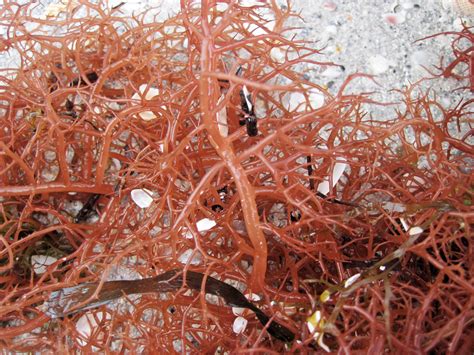 Gracilaria Tikvahiae Graceful Redweed Cayo Costa Island Florida