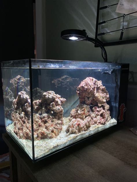 13 5 Fluval Evo As Nature Intended We Have Oysters Nano Reef