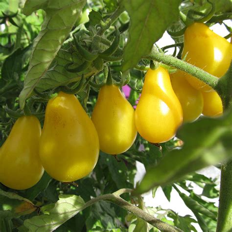 Cherry Tomato Yellow Pear Organic Davenport Garden Centre