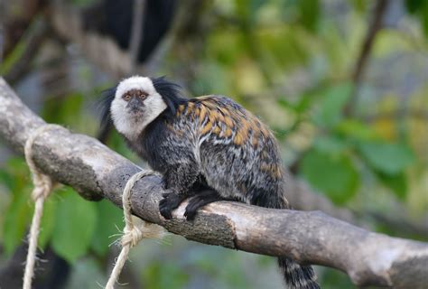 Marmoset Monkey