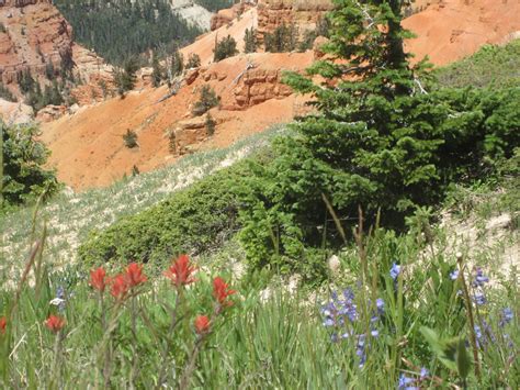 Cedar Breaks During Wildflower Festival 2015 Photo By Sara Penny