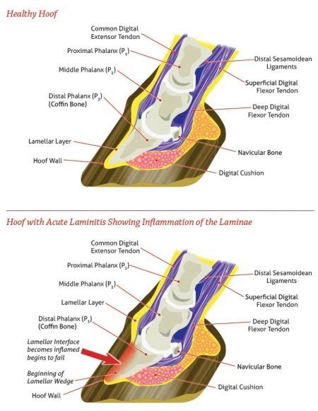 Understanding laminitis – Artofit