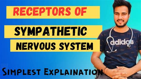 Receptors In Sympathetic Nervous System Sympathetic Nervous System