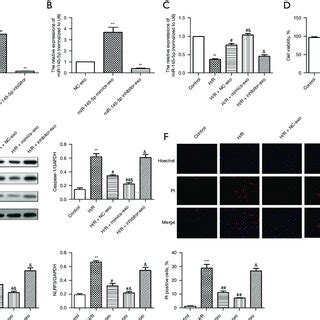 Exosomal Transfer Of MiR 145 5p Protects Against H R Induced Pyroptosis