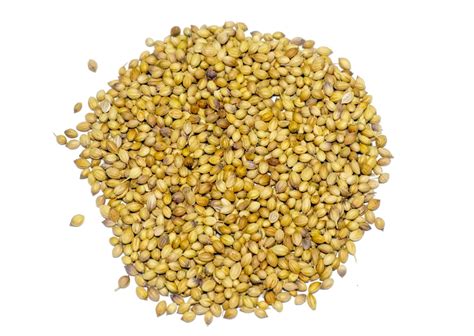 Organic Coriander Seeds Tbc Coriandrum Sativum Cultivator Natural