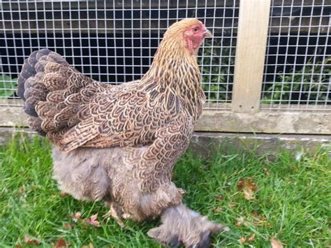 Brahma Chickens Breed Information Brahma Chicken Chicken Breeds