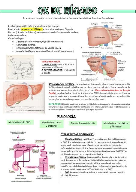 Patolog As Del H Gado Cirug A Del H Gado Cirug A General Udocz