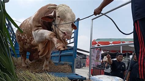 Sapi Rossi Ekstrim Maskot Sumber Ternak Bikin Geger Di Kontes Appsi