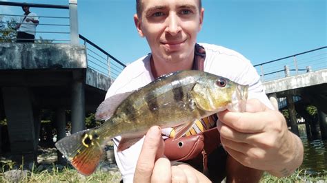 Peacock Bass Fishing Lotos Pond Kaohsiung Taiwan YouTube