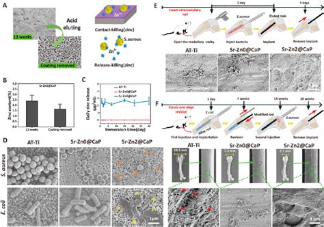 Late Stage Antibacterial Efficacy Evaluation In Vitro And In Vivo A