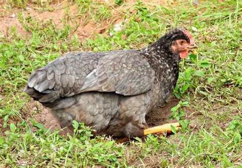 Chickens That Lay Green Eggs Top Breeds Savvy Farm Life