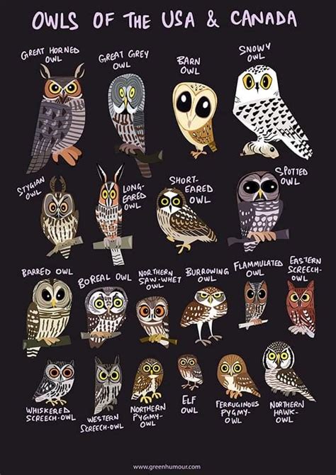 Pin Di Anne Louise Currie Su Owls Illustrazione Con Gufi Gufo