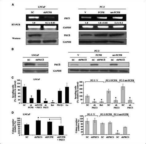 Pcphentpd5 Expression Enhances The Invasiveness Of Human Prostate