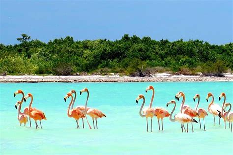 Things To Do In Holbox Cancun Airport Transportation Blog