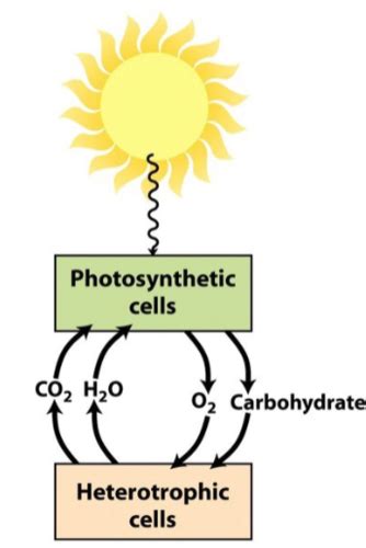 Photosynthesis Flashcards Quizlet