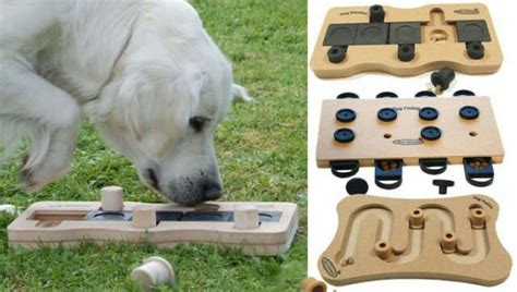 6 Fun Ways To Stimulate Your Pups Mind Through Play Dog Minding Dog