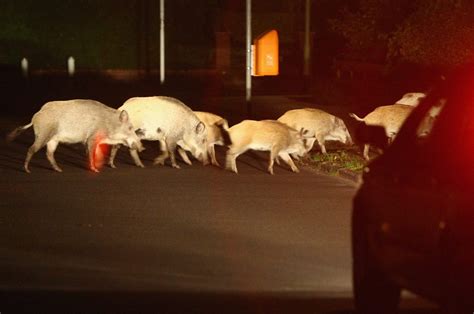 Cinghiale Corre Tra Le Auto In Transito Stava Cercando Cibo Tra Le