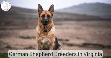 German Shepherd Breeders In Virginia List Of Local Breeders