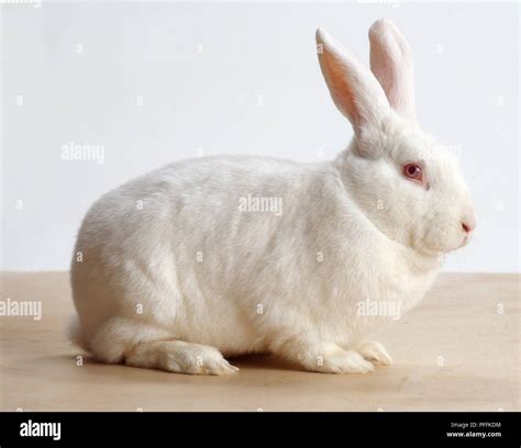 New Zealand White Rabbit, side view Stock Photo - Alamy