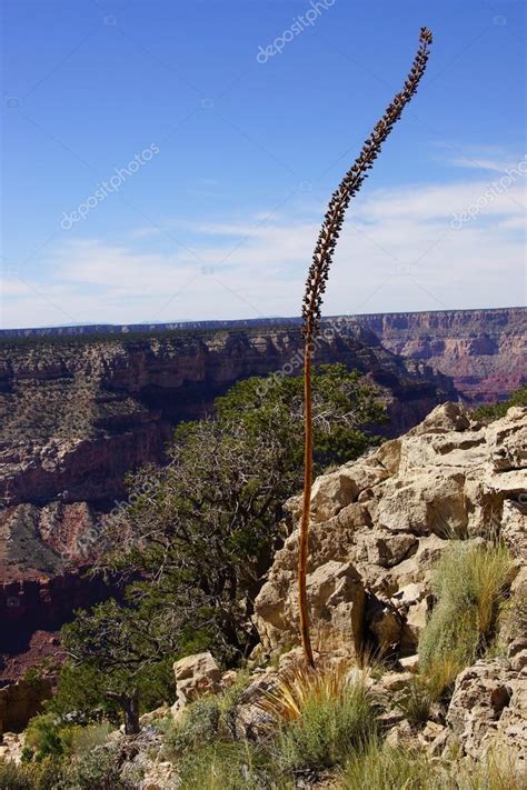 Century plant (Agave americana) — Stock Photo © cascoly #61303893