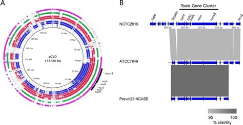 Blast Analysis Of Draft Genome Sequences A Genomes Were Compared Download Scientific Diagram